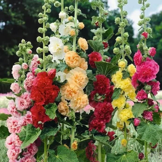 Imported Hollyhock Seeds